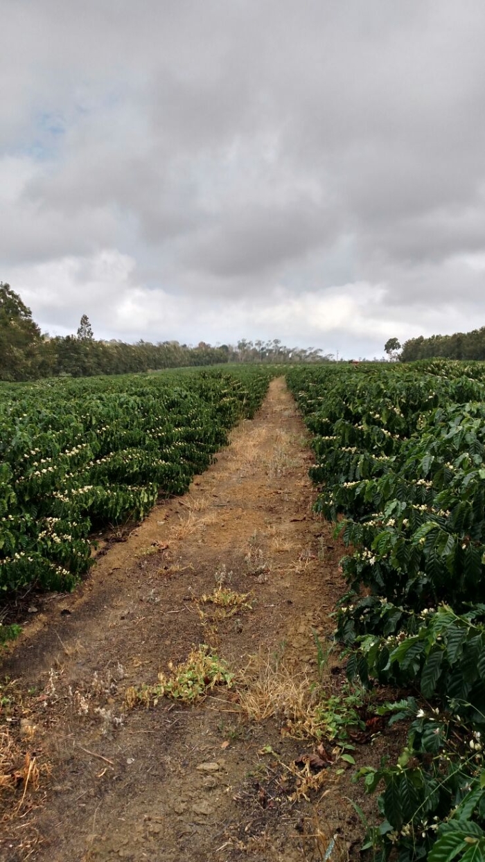 Imagem do dia - Florada do café em Rio Bananal (ES), do produtor Messias Kirmse