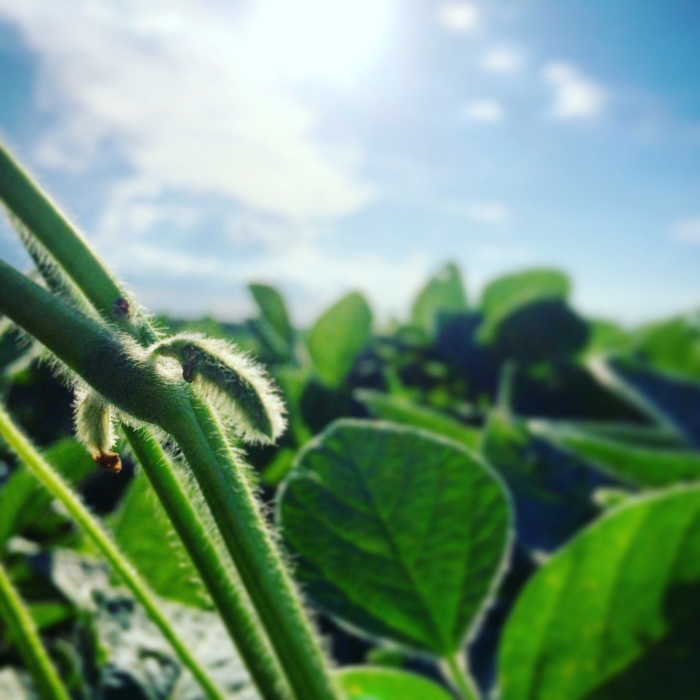 Imagem do dia  - Lavoura de soja em Pinhão (PR). Imagem de Darlan José Philippsen