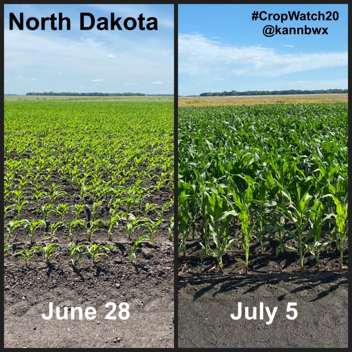 Lavouras de milho EUA - Karen Braun - Safra 2020/21