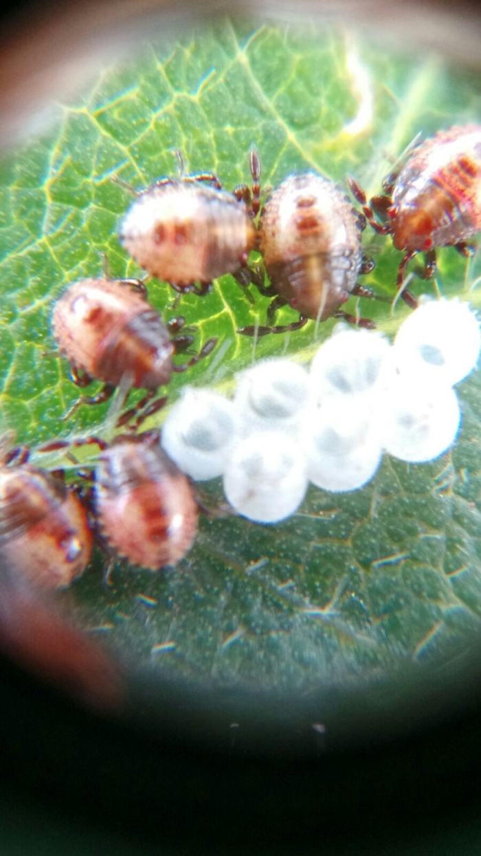 Imagem do dia - Percevejos recém nascidos na lavoura de soja em Santa Rita (PY), dos Irmãos Stuepp