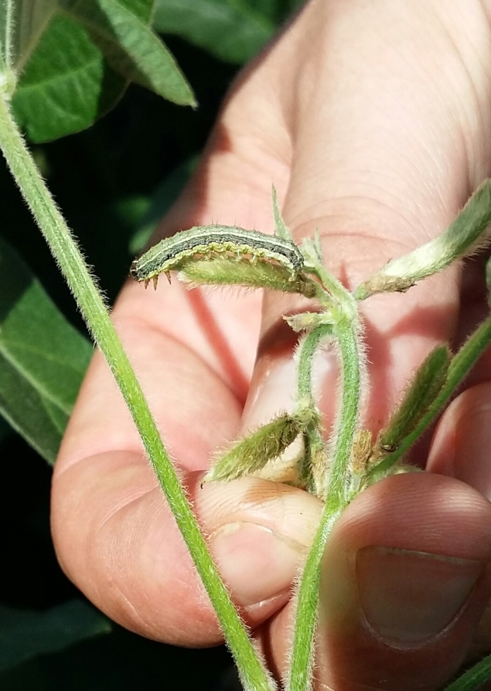 Imagem do dia - Lagarta na lavoura de soja em São Sepé (RS)