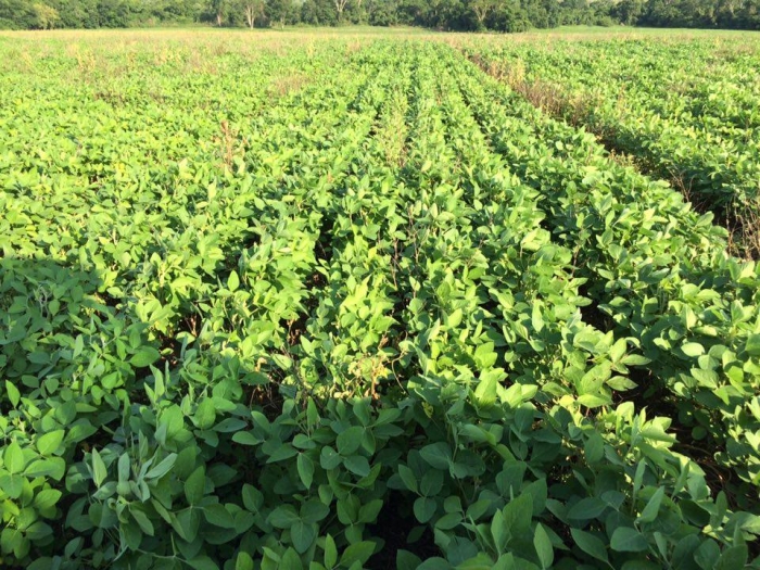 Imagem do dia - Lavoura de soja em Bela Vista (MS). Enviado por Luis Gustavo
