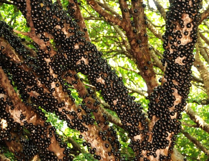 Jaboticaba