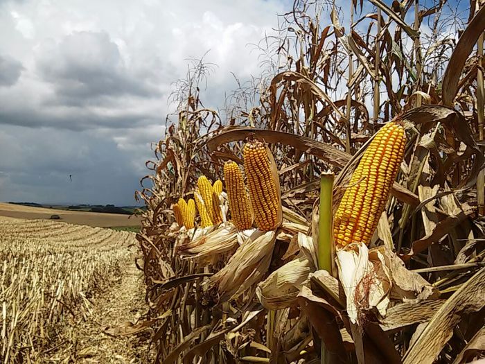 Imagem do dia  - Colheita de milho em Madre de Deus de Minas (MG), na Fazenda Liberdade, do produtores Isamu e Shigeo Okada