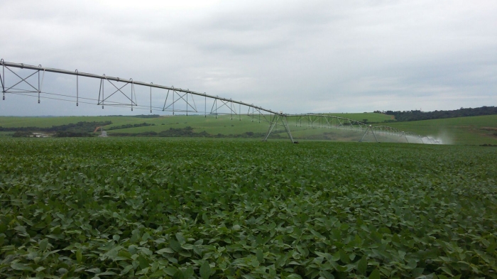 Imagem do dia - Lavoura de soja na Fazenda Idalina em Jacutinga (RS), do produtor Avelino Ricardo Menegaz