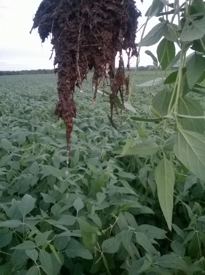 Imagem do dia  - Solo encharcado em Douradina (MS), dos produtores Luiz Sérgio e Cesar Augusto