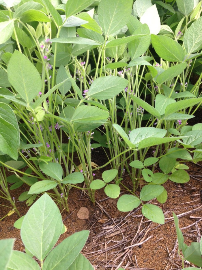 Imagem do dia - Lavoura de soja em Dom Eliseu (PA). Enviado pelo Consultor Técnico Jackson Luis