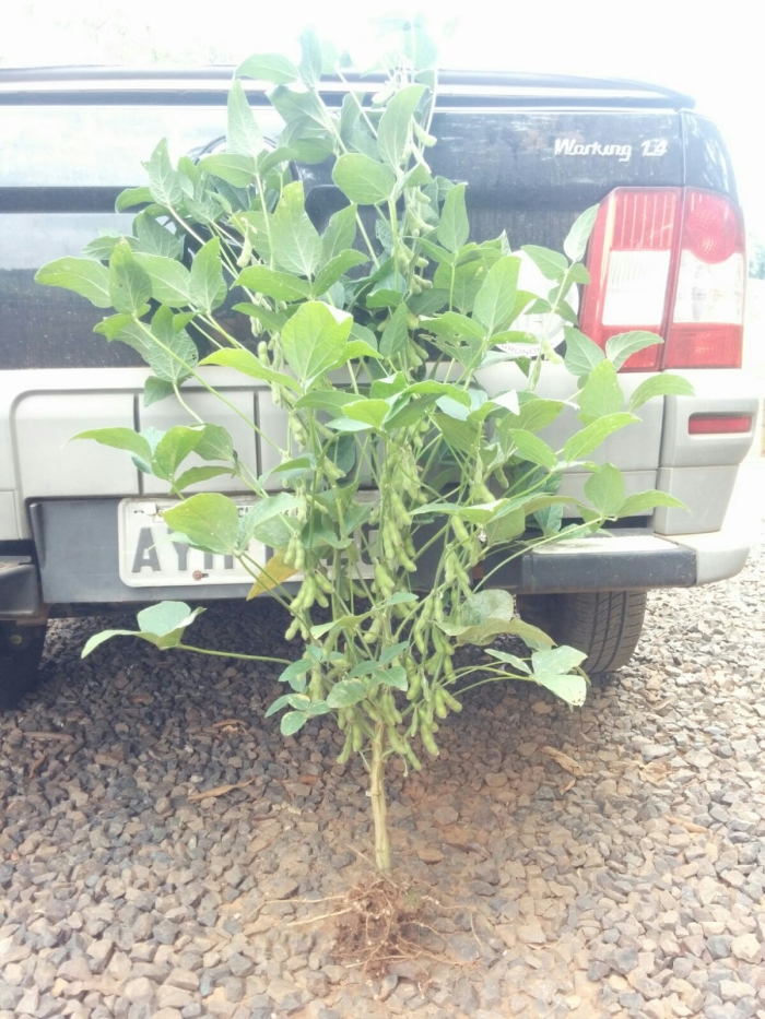 Imagem do dia - Soja em Chopinzinho (PR). Enviado pelo Engenheiro Agrônomo Tiago Riedi Rossi