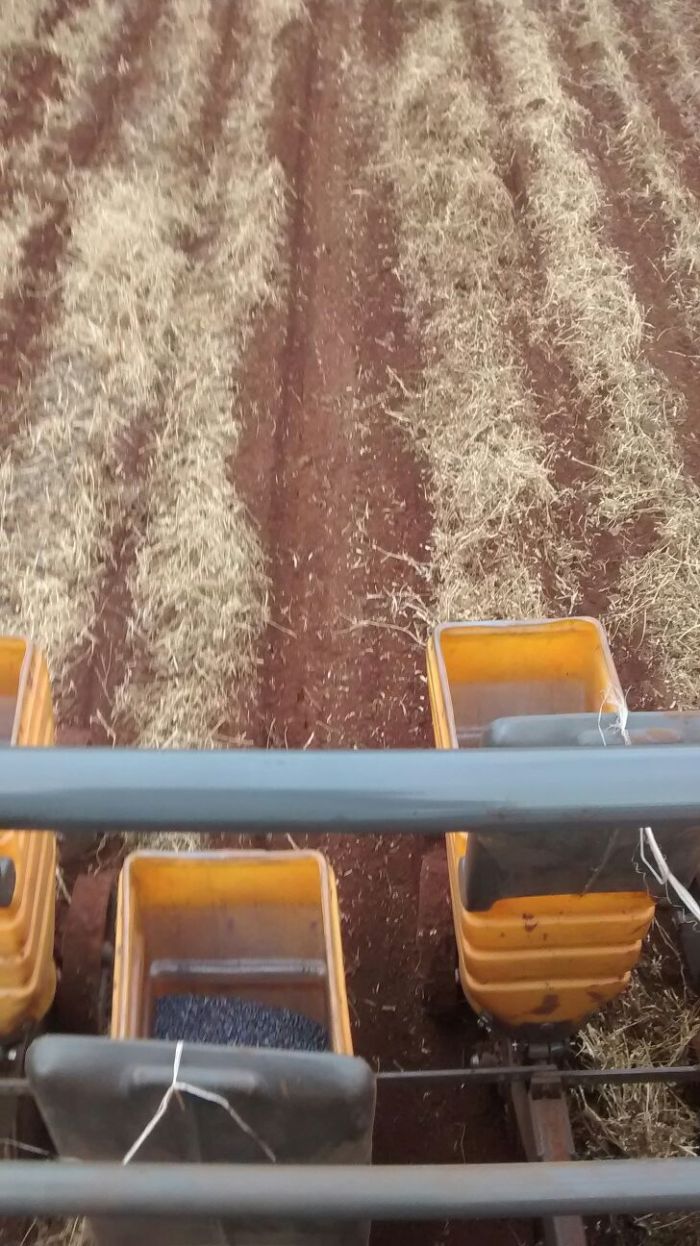 Imagem do dia - Plantio de milho em Taquarituba (SP), na Fazenda Pedregulho