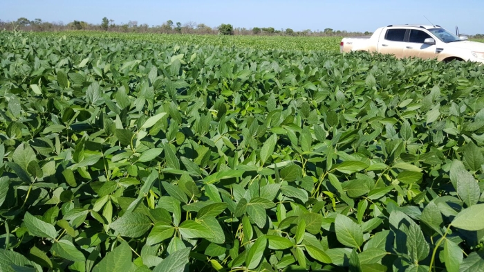 Imagem do dia - Lavoura de soja em Uruçuí (PI), do produtor Savio Schroder e seu pai Arnildo Schroder.