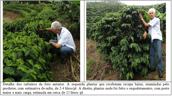 Por que pequenos produtores preferem recepar seus cafezais? 003