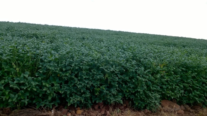 Imagem do dia - Aplicação de fungicida em Bozano (RS), na Agropecuária Bonfada