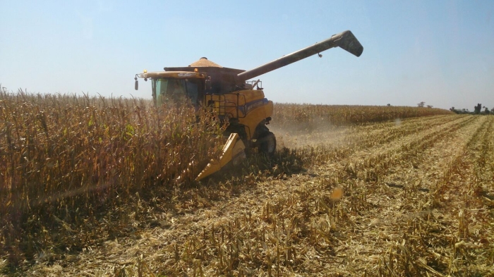 Imagem do dia - Colheita de milho safrinha em Prado Ferreira (PR), da Família Lima