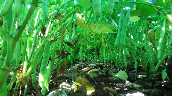 Imagem do dia - Lavoura de feijão safrinha em Xanxerê (SC). Enviado por Diogo Fernando Giacomin