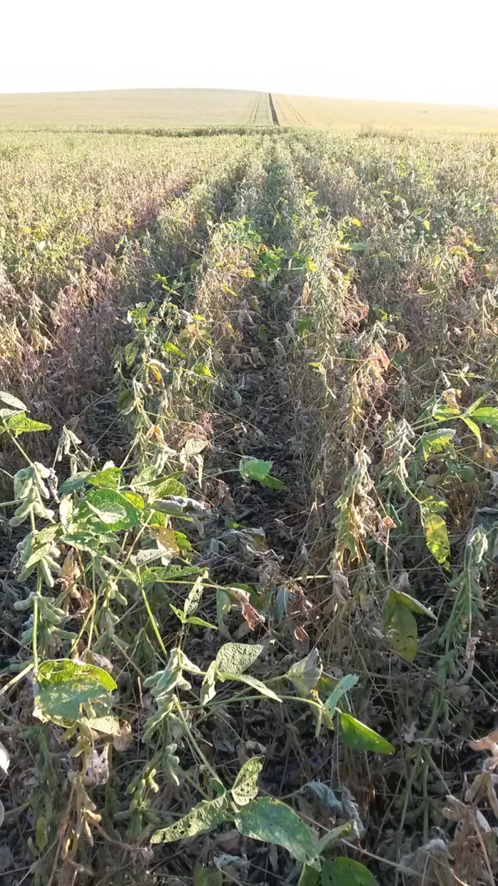 Imagem do dia - Consequências da falta de chuvas na lavoura de soja em Nueva Esperanza (PY), do produtor Neivo Fritzen