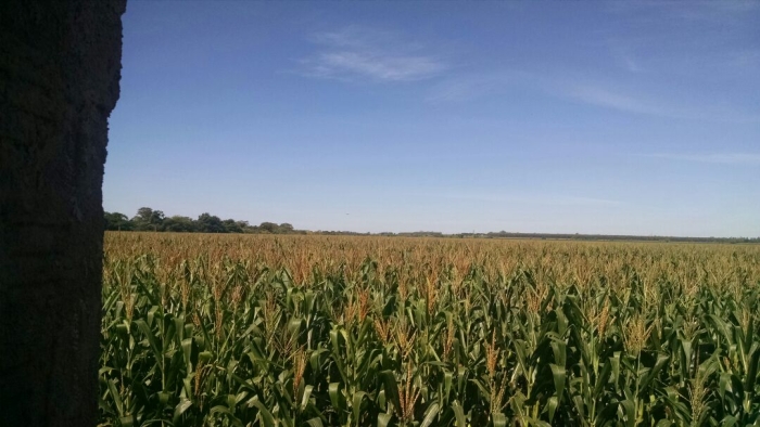 Imagem do dia - Lavoura de milho safrinha em Douradina (MS), dos produtores Juca e César