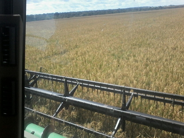 Imagem do dia - Colheita de arroz  em Tabaporã (MT), dos produtores Fábio e Joceli Zuconelli