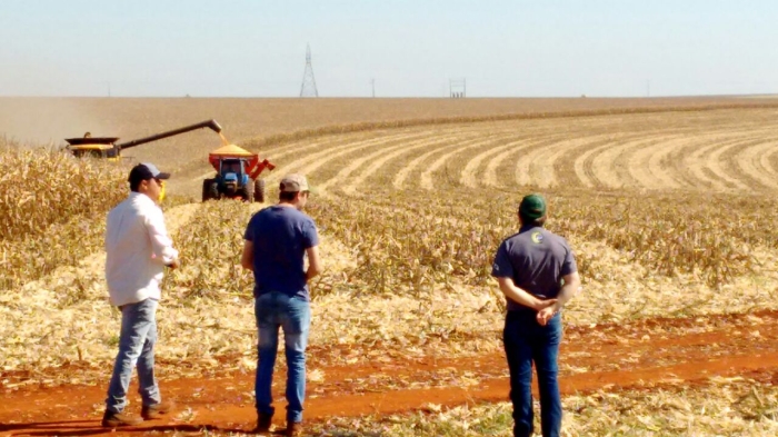 Imagem do dia - Colheita de milho safrinha em Pirangueiras (PR), do produtor Mario César de Lima