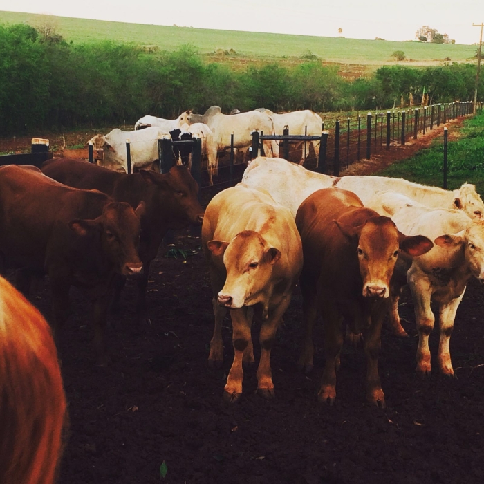 Imagem do dia - Criação de gado em Rancho Alegre (PR), na Fazenda Água Nova