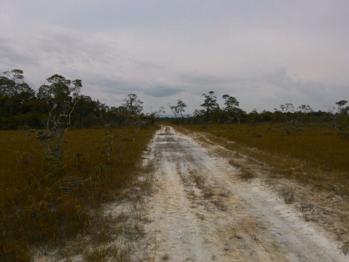 Imagem do dia - Nova fronteira agrícola em Caracaraí (RR). Enviado pelo Engenheiro Agrônomo Luciano Zin