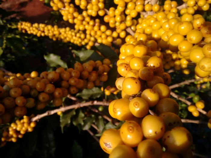 Imagem do dia - Lavoura de café em Guapé (MG). Enviado por Jean Teixeira