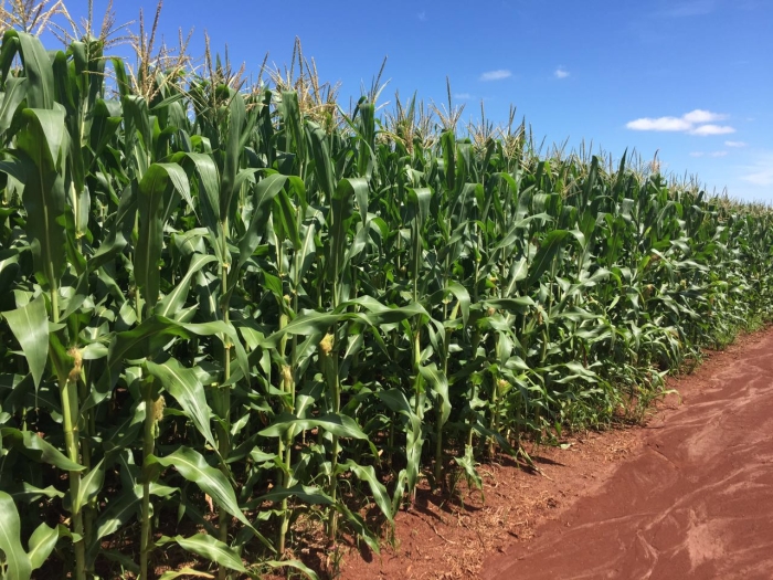 Imagem do dia - Lavoura de milho safrinha em Mariluz (PR)