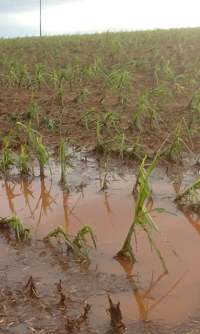 Imagem do dia - Lavoura de milho em Cornélio Procópio (PR), atingidas pelas fortes chuvas na região. Enviado por Jaime Graciano.