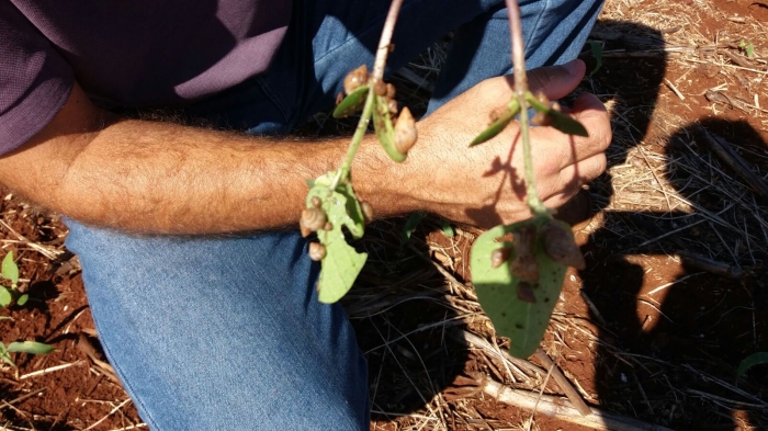 Imagem do dia - Lavoura de milho em Campina da Lagoa (PR). Enviado por Gilvani Zandonatto