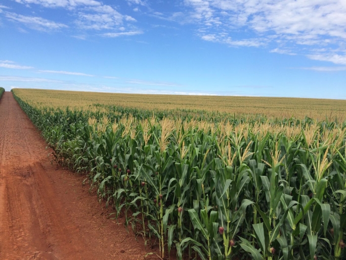 Imagem do dia - Lavoura de milho safrinha em Capanema (PR). Enviado por Rafael Minato