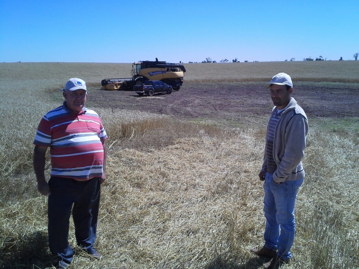 Imagem do dia - José Schmidt acompanhando a colheita de trigo em Santa Rita (PY), na fazenda dos Irmãos Stuepp