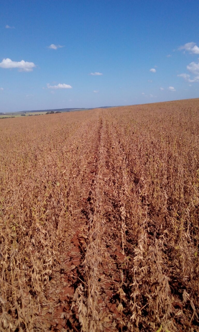 Imagem do dia - Lavoura de soja safrinha em Los Cedrales (PY)