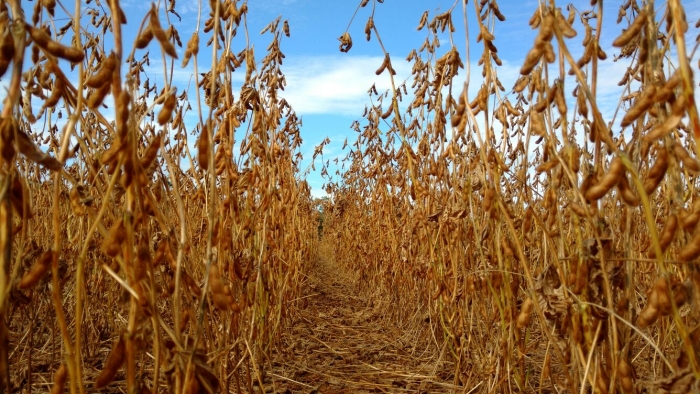 Imagem do dia - Lavoura de soja em Vilhena (RO). Enviado pelo Engenheiro Agrônomo Laydson Fernandes de Menezes