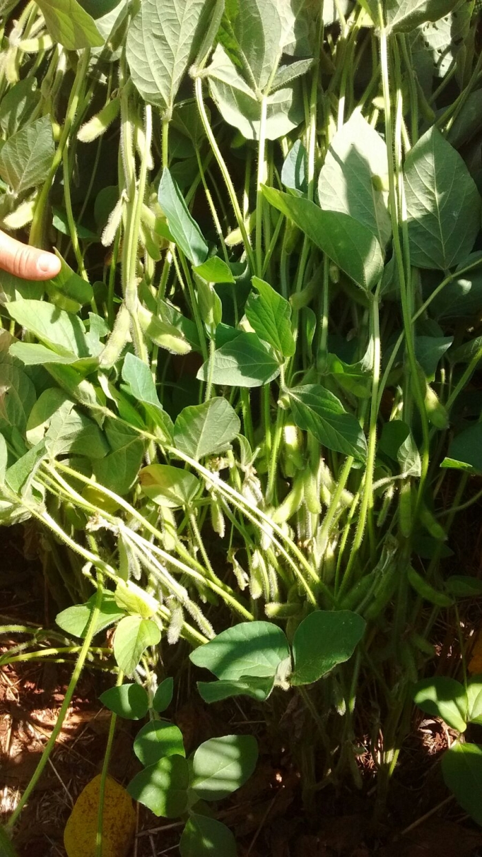 Imagem do dia - Lavoura de soja em Doutor Maurício Cardoso (RS), do produtor Dirlei Lorenset. Foto enviada pelo Técnico Agrícola Rogério J. Mengarda