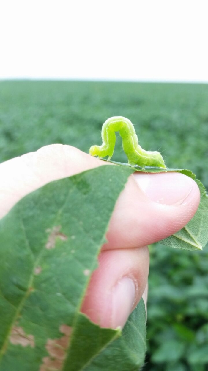 Imagem do dia - Lagarta na lavoura de soja em Campo Novo do Parecis (MT). Enviado por Junior Potrich