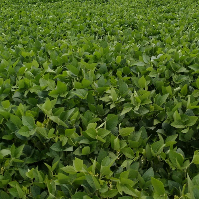Imagem do dia - Lavoura de soja em Sertanópolis (PR). Enviado pelo Engenheiro Agrônomo Luiz Douglas Vilela