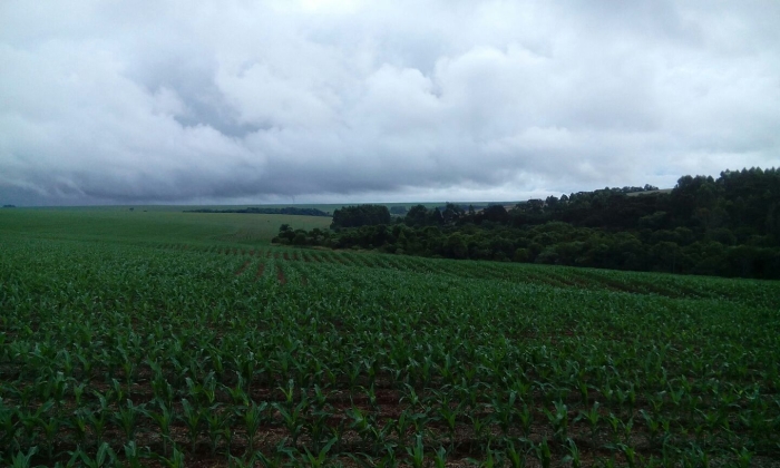 Imagem do dia - Aplicação de uréia na lavoura de milho em Cafelândia (PR), do produtor Álvaro Busetti