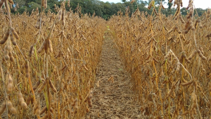 Imagem do dia - Lavoura de soja em Vilhena (RO). Enviado pelo Engenheiro Agrônomo Laydson F. de Menezes