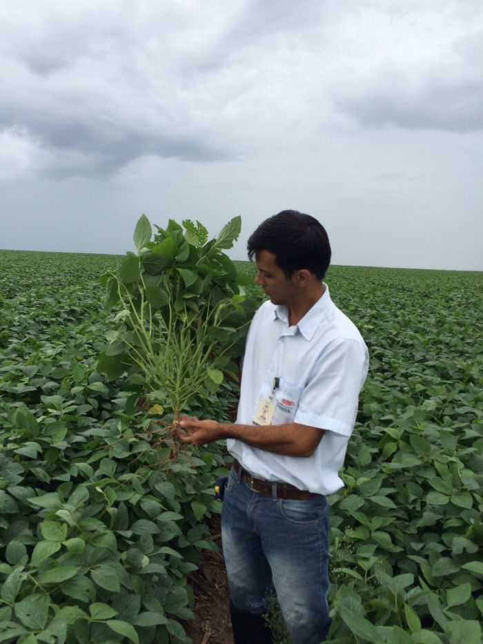 Imagem do dia - Lavoura de soja na Fazenda Pontal em Unaí (MG). Enviado pelo Técnico Agrícola Júnior Vieira