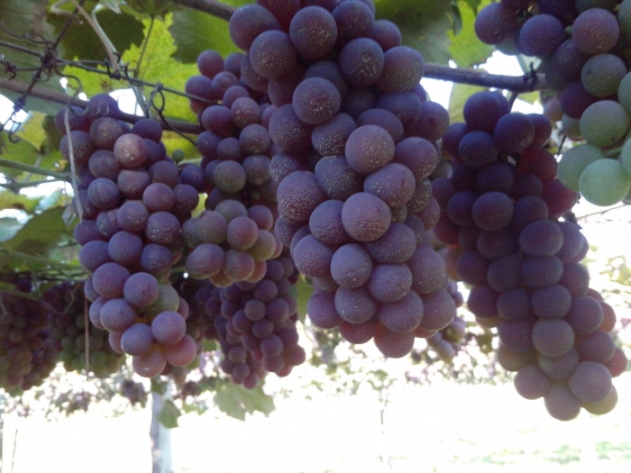 Imagem do dia - Uvas em Dracena (SP)