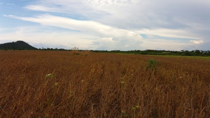 Imagem do dia - Lavoura de soja em Redenção (PA), do produtor Ângelo Capeleto. Enviado pelo consultor Danilo Maia