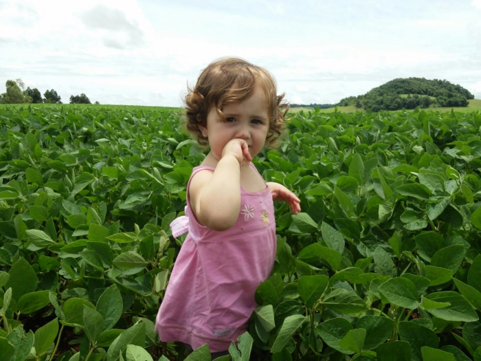 Imagem do dia - Lavoura de soja em Porto Barreiro (PR). Enviado por Tiago Fávero