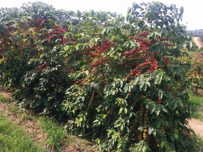 Imagem do dia - Lavoura de café em Piumhi (MG)
