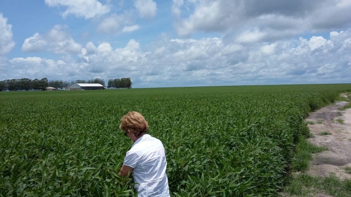 Imagem do dia - Lavoura de soja em Chapadinha (MA). Enviado por Vilson Ambrozi
