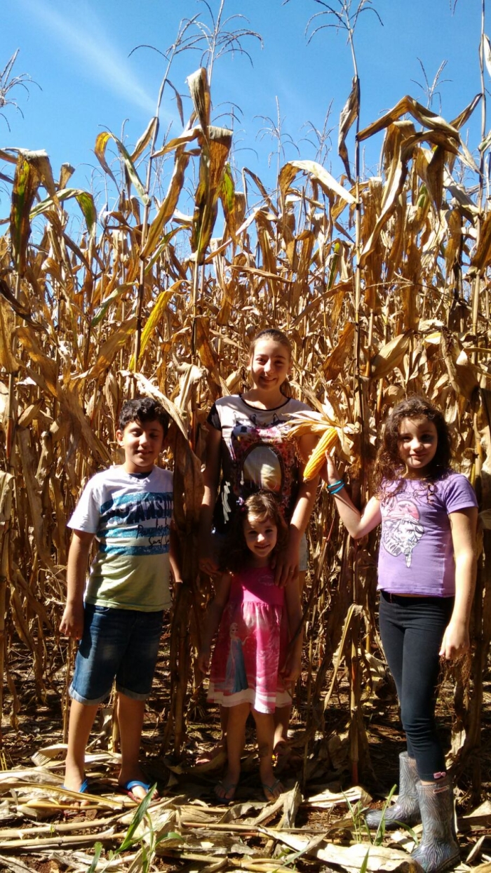 Imagem do dia - Lavoura de milho em Catanduvas (PR)