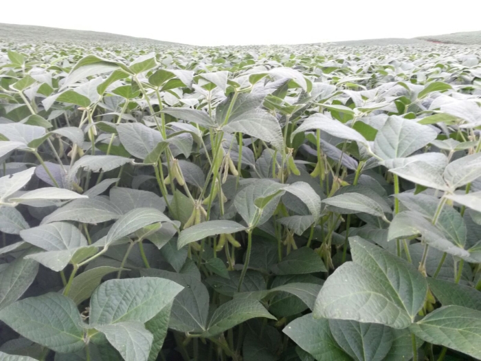 Imagem do dia - Lavoura de soja em Pontão (RS), do produtor Paulo Cesar Copini