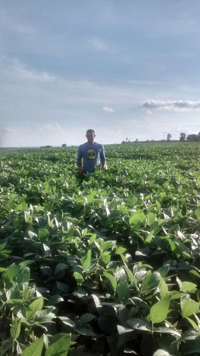 Imagem do dia - Lavoura de soja em Guapirama (PR)