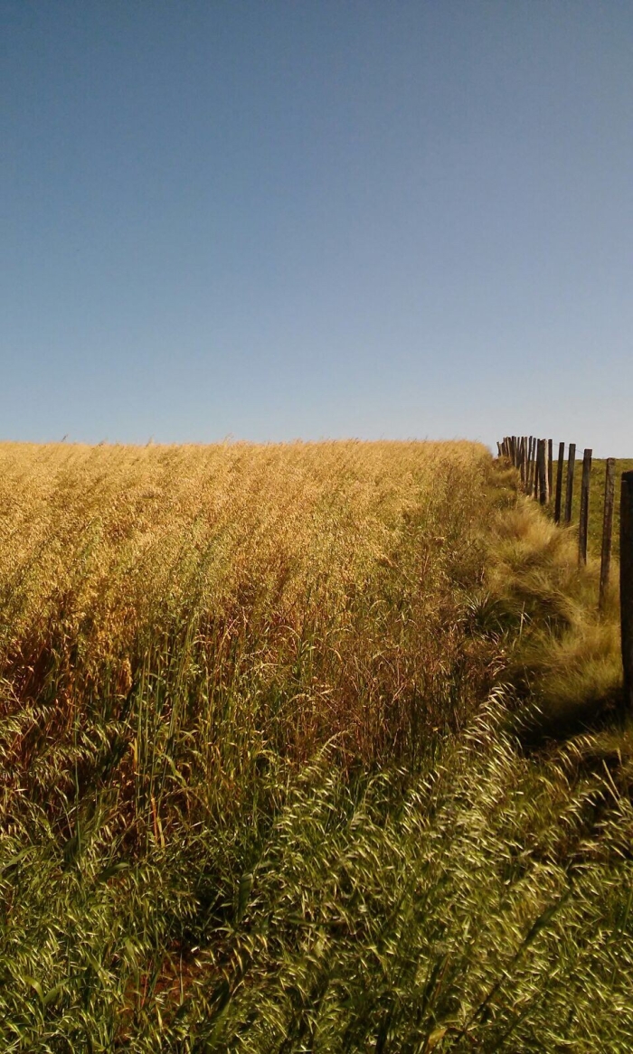 Imagem do dia - Lavoura de aveia em Soledade (RS). Envio de Márcia Franson