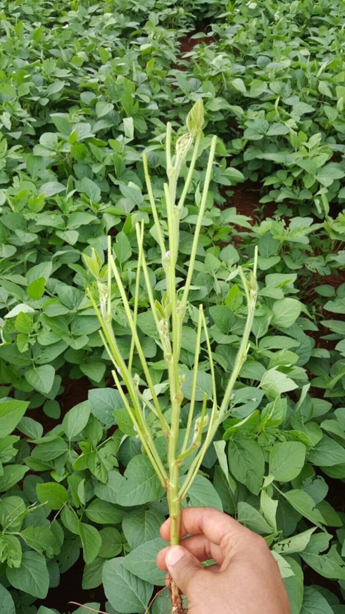 Imagem do dia - Lavoura de soja em Itumbiara (GO), do produtor Douglas Frandoloso