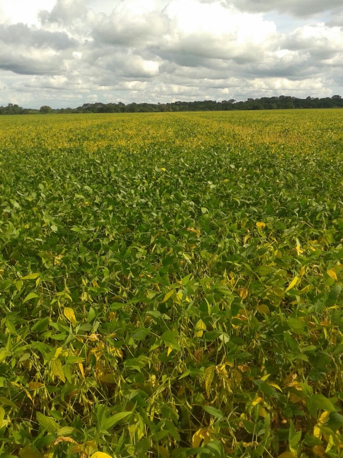 Imagem do dia - Lavoura de soja em Rio Brilhante (MS), do produtor Osnivaldo Martins de Souza