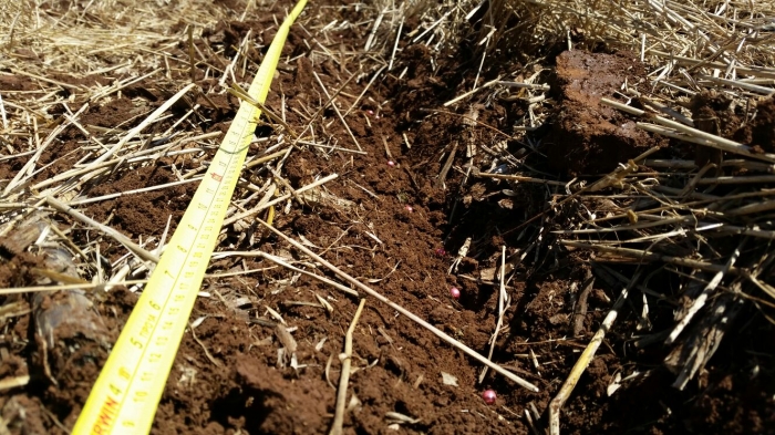 Imagem do dia - Plantio de soja em Lagoa Vermelha (RS). Enviado pelo Técnico Agropecuária  Allan Barreto
